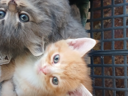 Тваринки котики