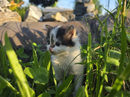 Лагідне кошеня шукає люблячих господарів