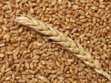 Пшениця ячмінь продам