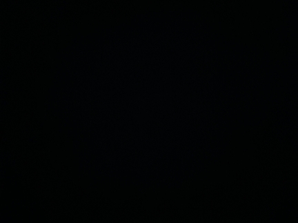 Бичок вік 2.5 місяці