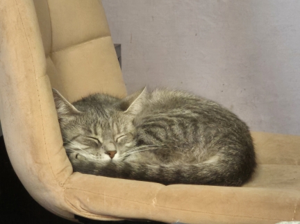 Віддам сірого котика