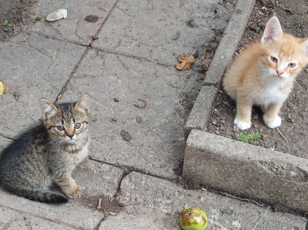 Котики безкоштовно