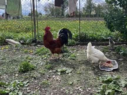 Курей, курчат, когут