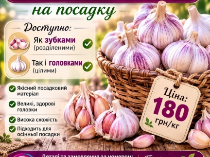 Приймаємо замовення на зимовий часник