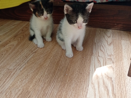 Кошенята шукають дім