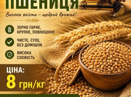 Озима пшениця гарна,крупна