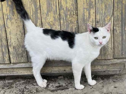 Котики в добрі руки