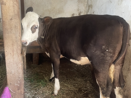 Чудова теличка🐄