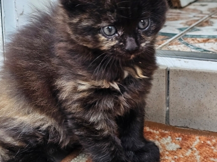 Віддамо кошенят, хлопчик і дівчинка