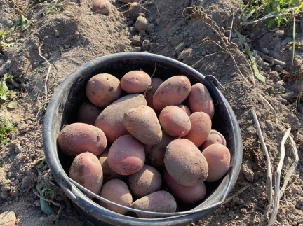 Картопля домашня