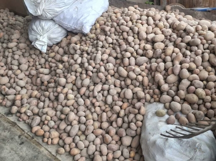 Продам картоплю