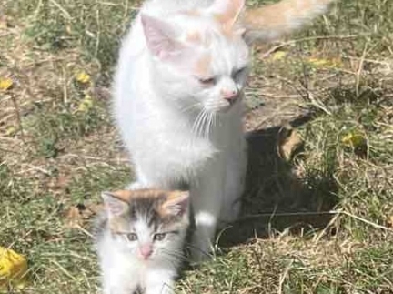 Віддам котиків в добрі руки