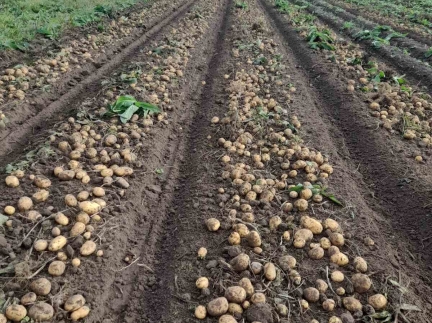 Картопля домашня