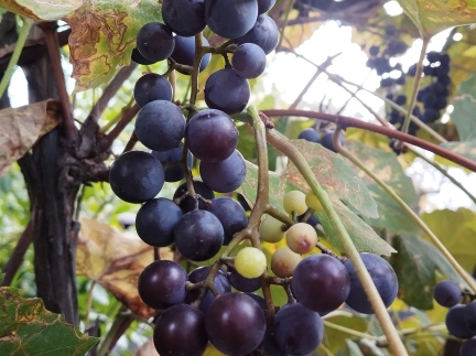 Продам виноград🍇