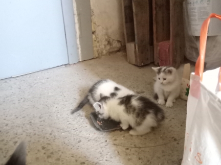 Віддам в добрі руки кошенят
