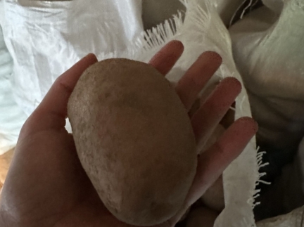 Картопля велика