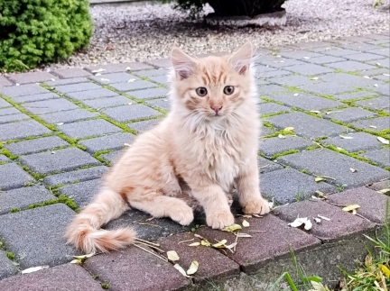 Віддам котиків в добрі руки
