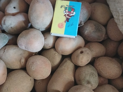 Картопля домашня
