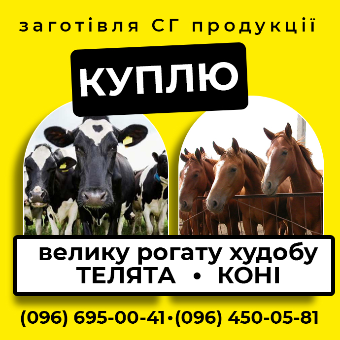 куплю телята, коні