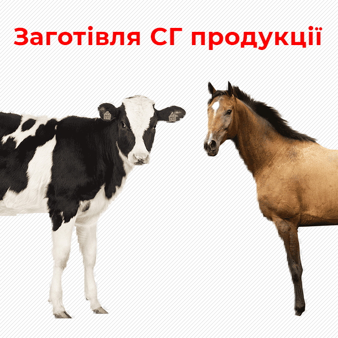 куплю телята, коні